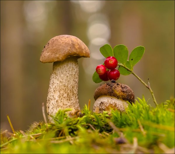 Грибы и ягоды