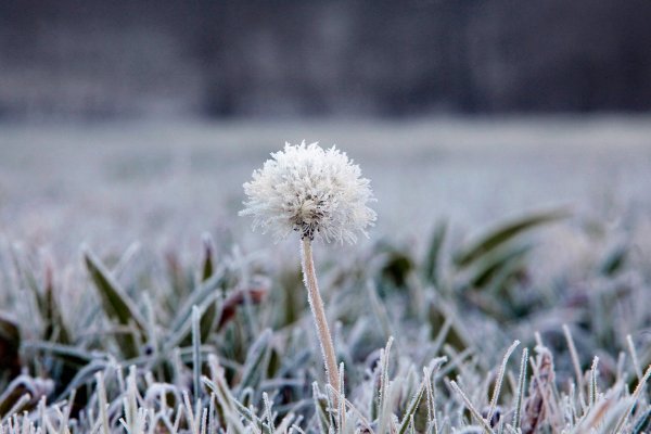Одуванчик в снегу