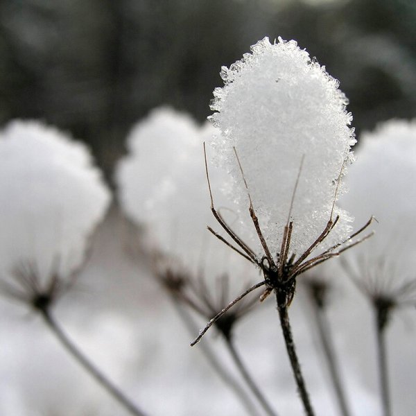 Одуванчик в снегу