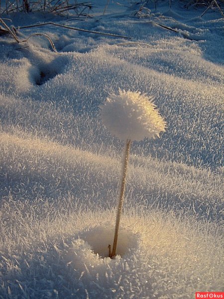 Одуванчик снежный