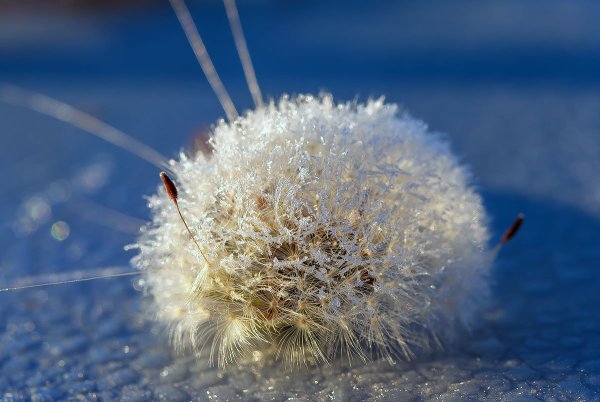 Одуванчик снежный