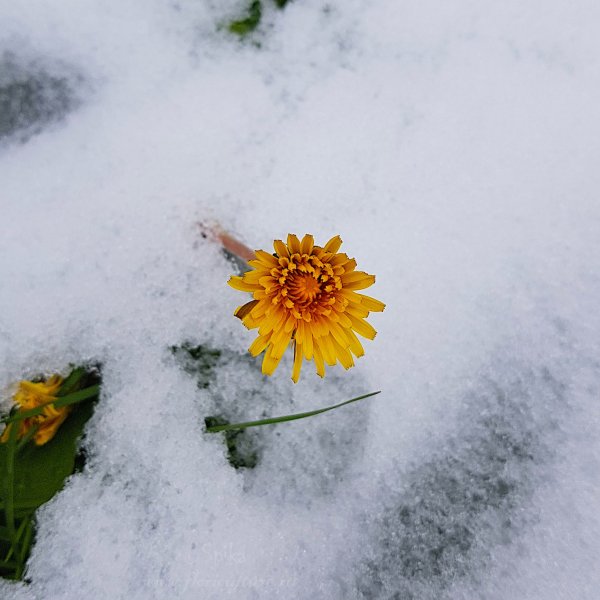 Одуванчик в ноябре