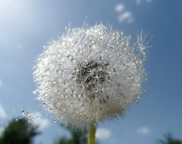 Снег из одуванчиков