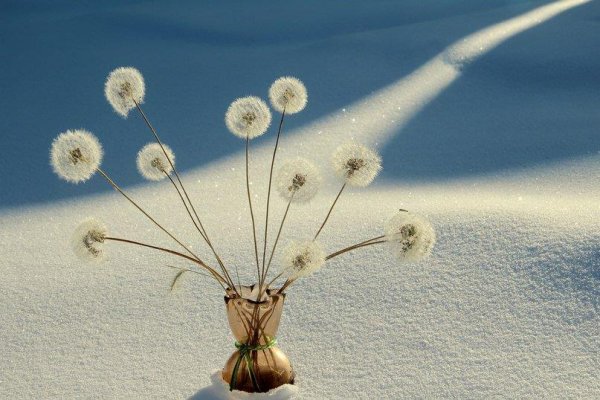 Одуванчик зимой