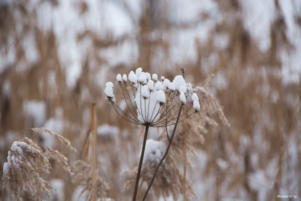 Одуванчик с поганкой в снегу