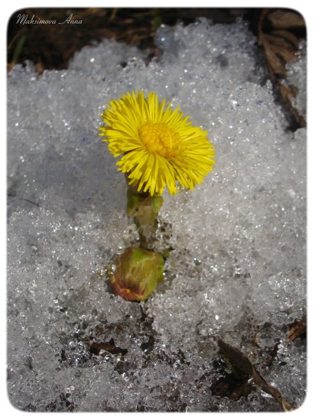 Весна одуванчики мать и мачеха