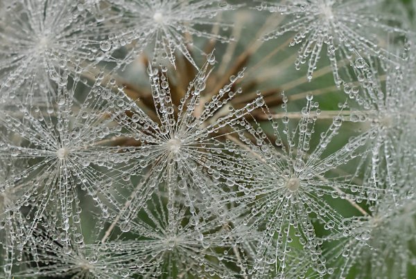 Одуванчики в росе