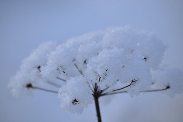 Одуванчик снежный