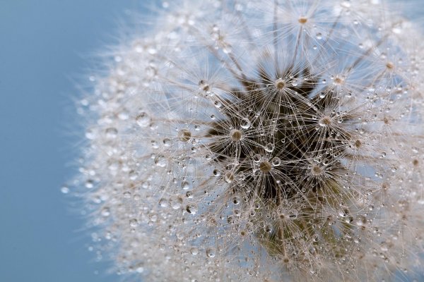 Одуванчик снежный