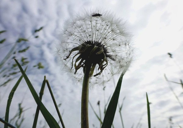 Картинка одуванчик листья под снегом