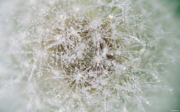 Снежинка одуванчик