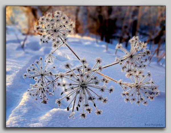 Одуванчик снежный