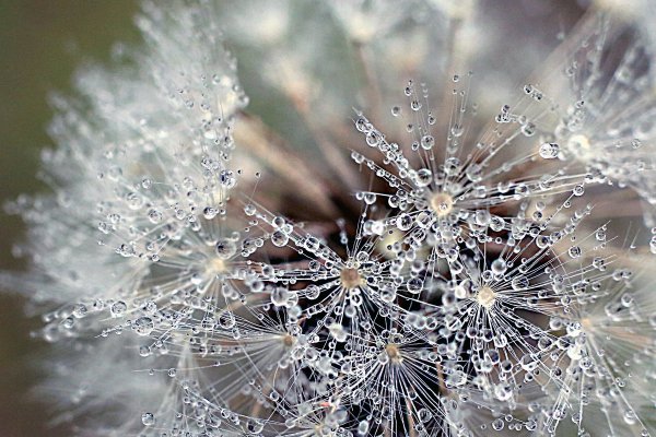 Зимние одуванчики