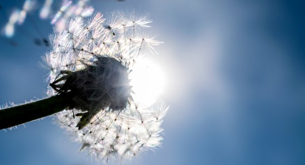 Одуванчик легкость