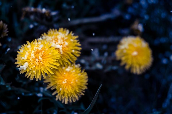 Снегопад одуванчиков