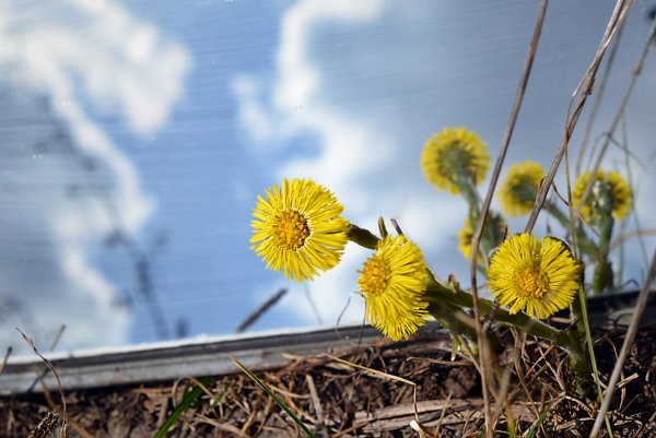 Мать и мачеха весной