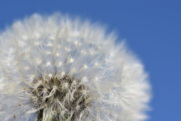 Данделион клокс