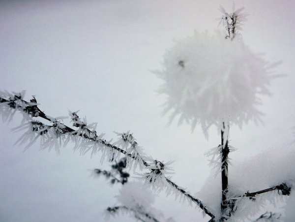 Одуванчик в снегу