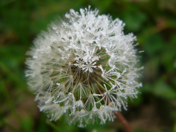 Одуванчик белоязычковый фото