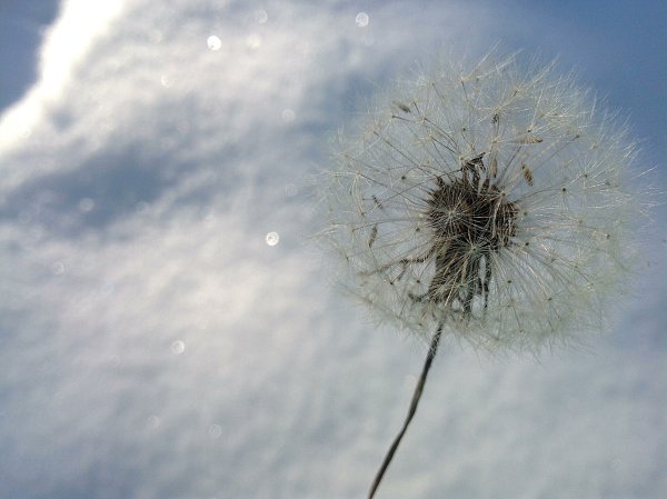 АПЛ одуванчик