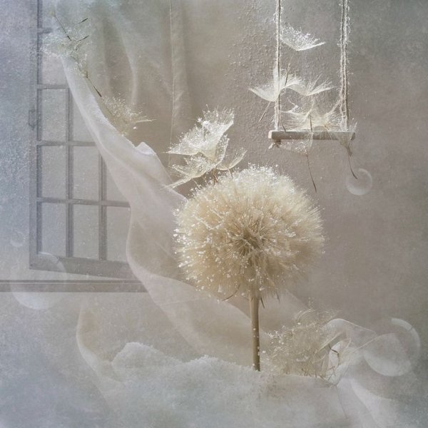 Одуванчик снежный