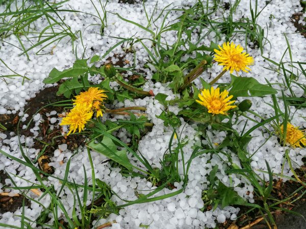 Одуванчик зимой