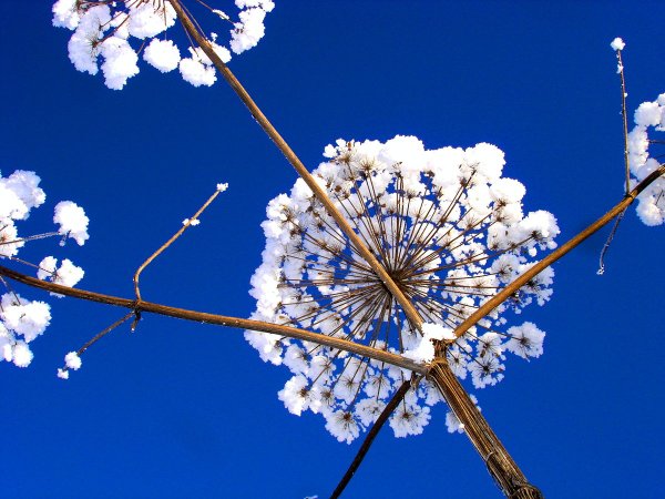 Одуванчики и снег доброе утро