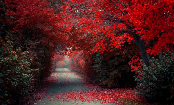 Красный лес