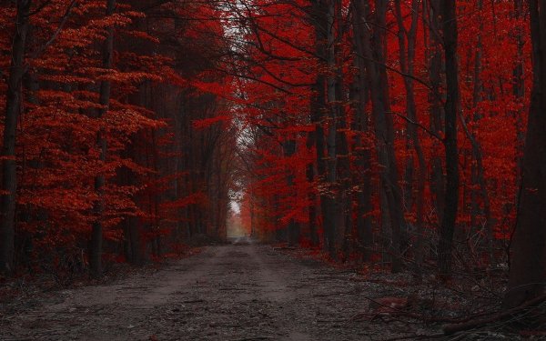 Пейзаж в красных тонах