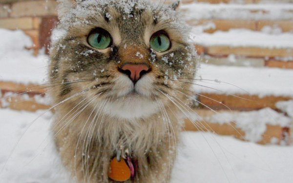 Смешной кот в снегу