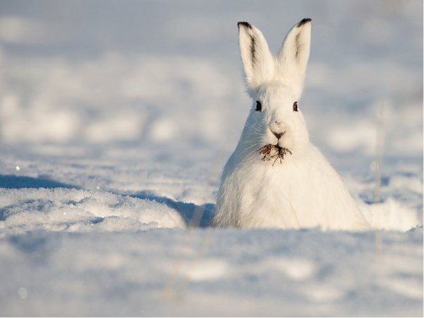 Арктический Беляк