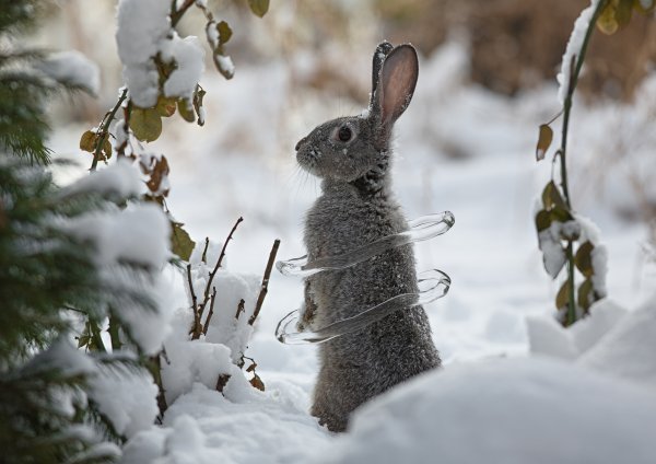 Заяц на снегу