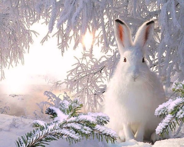 Заяц Беляк в лесу