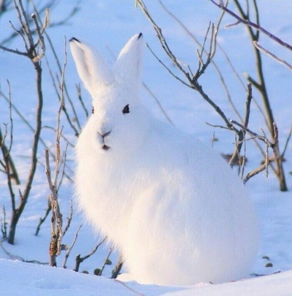 Баргузинский заповедник заяц Беляк