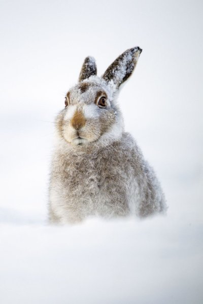 Зайчик на снегу