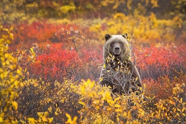 Медведь осенью