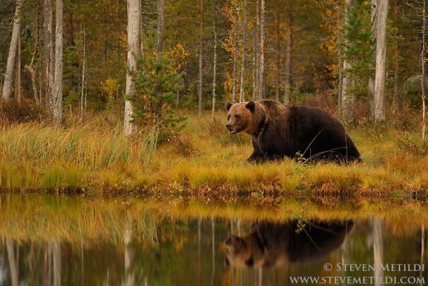 Добрый медведь осень