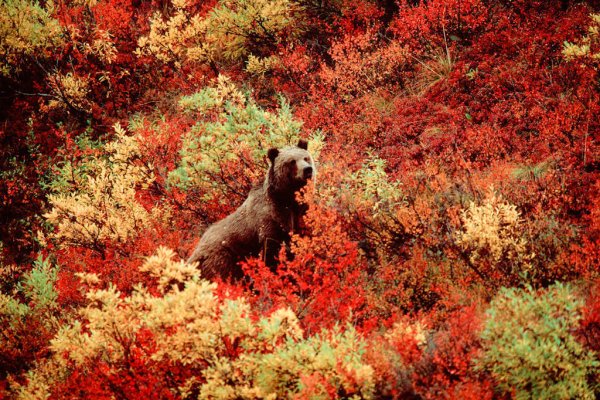 Медведь осенью