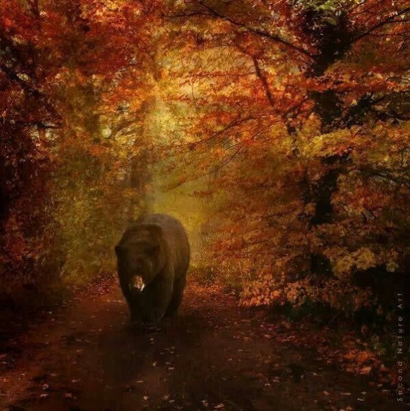 Медведь осенью