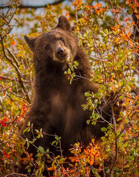 Медведь в осеннем лесу