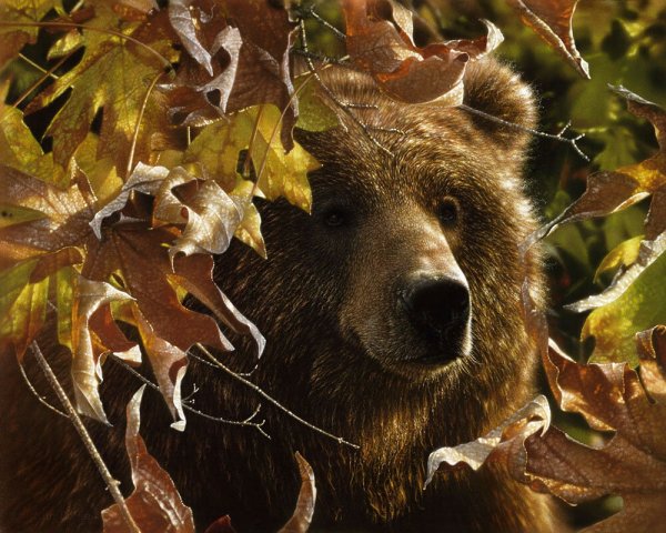 Американский художник Коллин Богл