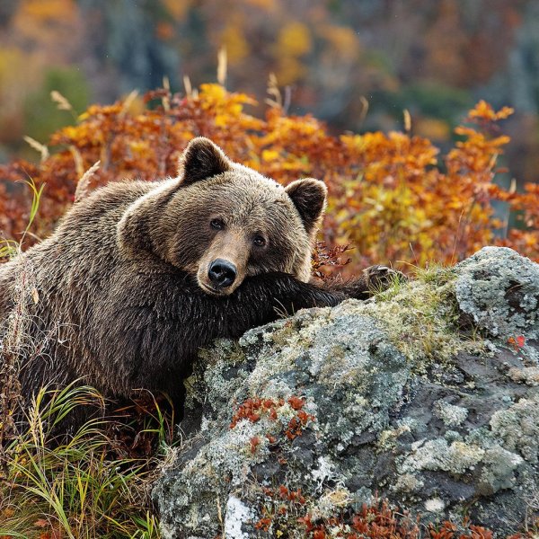 Юсин Первозданная Россия Геннадий