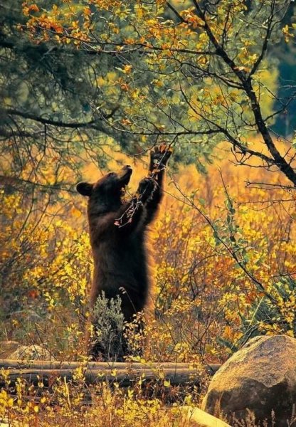 Медведь осень