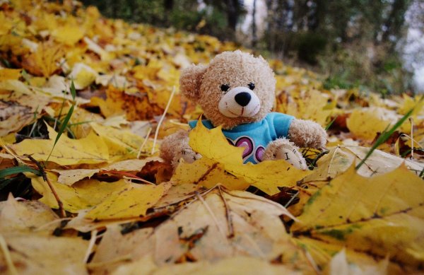 Осенний Медвежонок