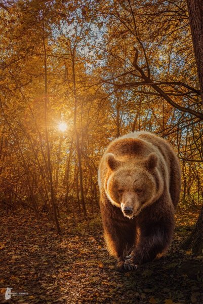 Красивый медведь