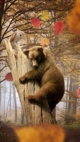 Медведь осенью