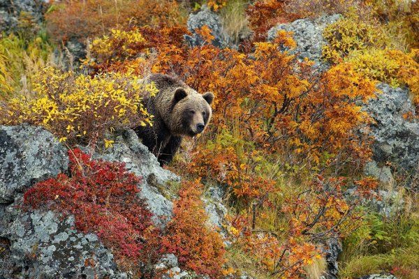 Саманг Камчатка