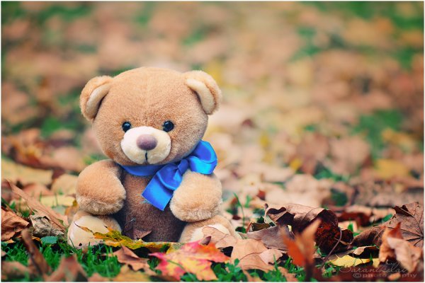 Плюшевый мишка осенью
