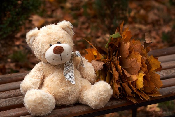 Плюшевый мишка осенью