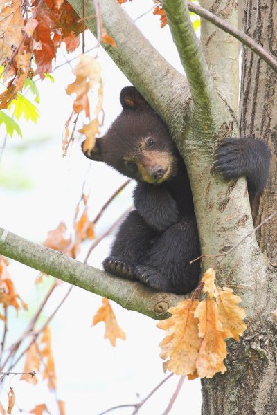 Медведь осенью